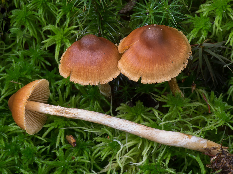 Cortinarius hirtus